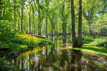 Fototapeta na wymiar Tulips in Keukenhof park (Netherlands).