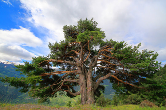 Zirbelkiefer (Pinus cembra) alter Baum in den Alpen, Südtirol, Italien