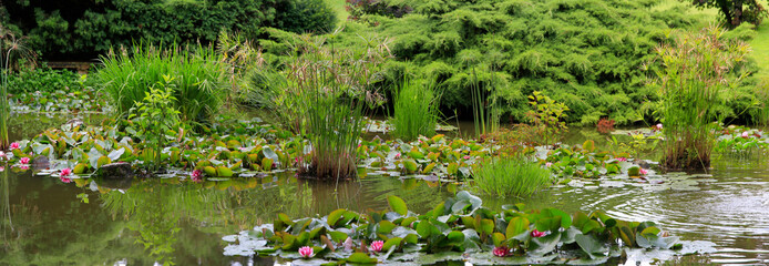 Fototapety  Duży staw ogrodowy z liliami wodnymi i zielenią, panorama