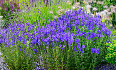 Naklejka premium Blaue Glockenblumen (Campanula) im Steingarten