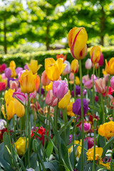 Tulips in Keukenhof park (Netherlands).