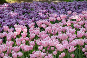 Tulips. Keukenhof park, Lisse, the Netherlands.