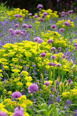 Bunte verschiedene Sommerblumen mit Blüten