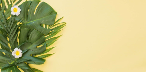 Tropical green leaves palm background