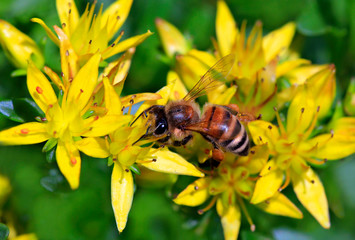 Europäische Honigbiene (Apis mellifera) auf gelber Steinbrech-Blüte