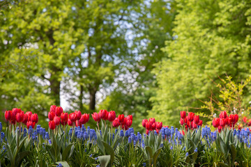 Tulips in Keukenhof park (Netherlands).