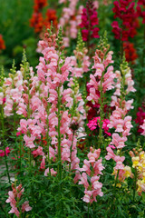 Löwenmaul (Antirrhinum) Löwenmäulchen, Pflanze mit bunten Blüten