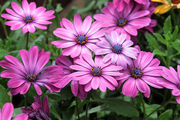 Obraz na płótnie Canvas Kapkörbchen, Osteospermum oder Kapmargerite, Zierpflanze mit Blüten