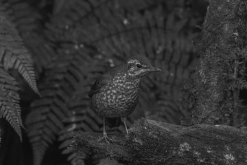 view of a beautiful bird in nature