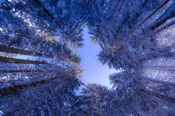 Mountain Golija, Serbia, winter forest landscape