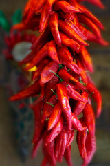 Rote Chili-Schoten zum Trocknen aufgehängt