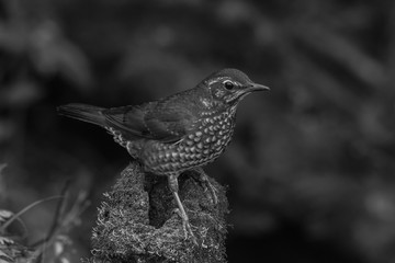view of a beautiful bird in nature