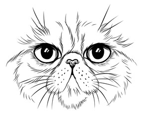 Exotic cat face illustration
