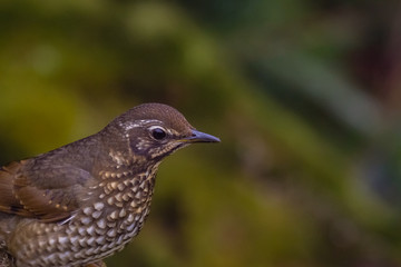 view of a beautiful bird in nature