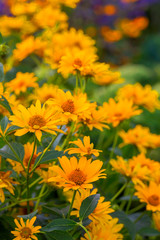  Garten-Sonnenauge (Heliopsis helianthoides) Pflanze mit gelben Blüten