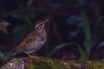 view of a beautiful bird in nature