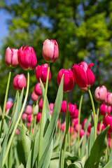 Tulips. Keukenhof park, Lisse, the Netherlands.