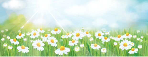 Vector summer,  nature background, blue sky and green grass. Daisy field. - 322499850