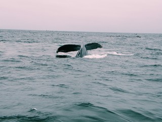 diving in the sea