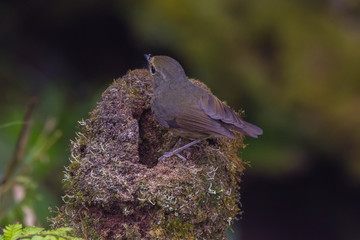 view of a beautiful bird in nature