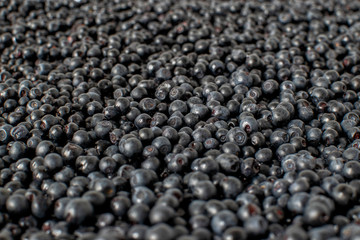a lot of ripe appetizing blueberries. blueberry saturated background