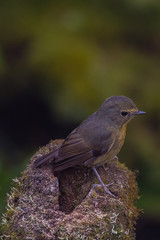 view of a beautiful bird in nature