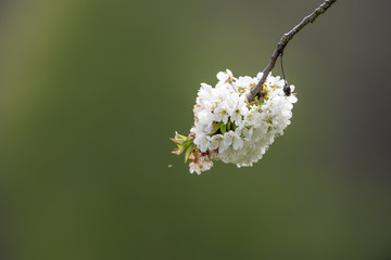 Isolated white blossom blooming against green background