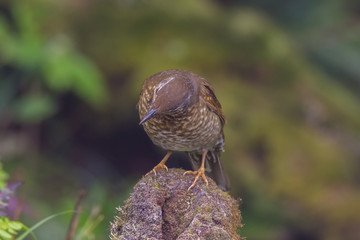 view of a beautiful bird in nature