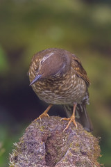 view of a beautiful bird in nature