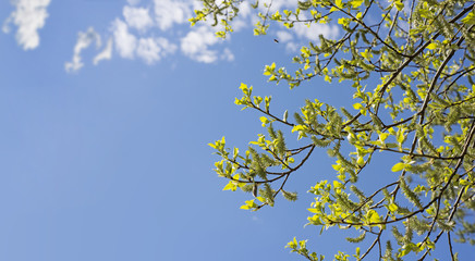 Green leaves branch under blue sunny sky