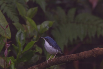 view of a beautiful bird in nature