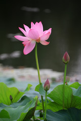 Beautiful pink lotus, close-up photos