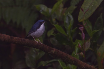 view of a beautiful bird in nature