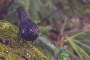 view of a beautiful bird in nature