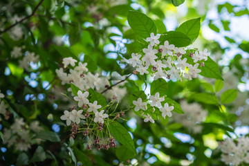 Water Jasmine on tree with green leaf