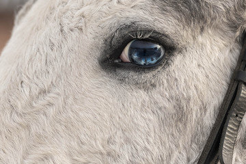 Blue horse eye close-up. Long white eyelashes. Falling sunlight passes through the pupil. Close up details