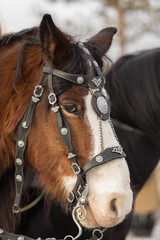 A large portrait of a red horse with a white face. There 's a beautiful piece on the horse. Outdoor view