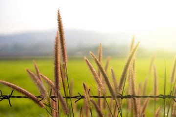 Fototapeta premium Fluffy brown spikelets and barbed wire fence. with sun morning light.