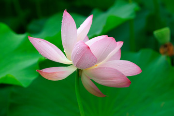 Fototapeta premium Lotus in the pond
