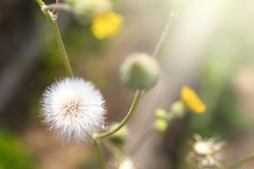 Dandelion on a background of green grass.