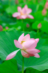 Fototapeta premium Lotus in the pond