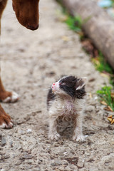 A little homeless sick kitten met a friend's dog. A dog saves an injured kitten from danger. Friendship of a cat and a dog.