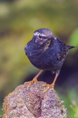 view of a beautiful bird in nature