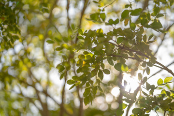 tree branches against the sun flare