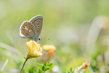 Orange butterfly sitting on a yellow flower