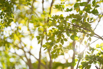 tree branches against the sun flare