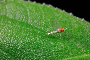 mayfly on the green leaves