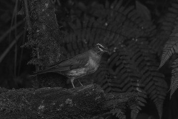 view of a beautiful bird in nature