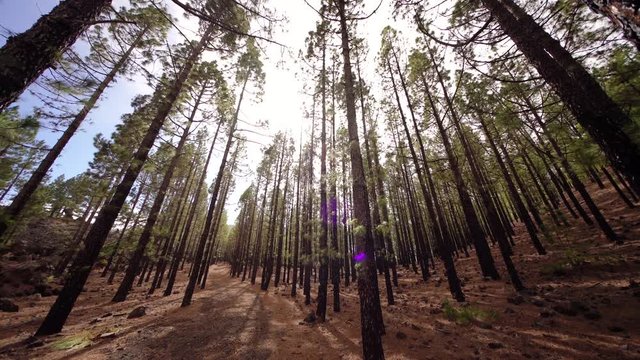 Pine tree forest on a stormy day. Tenerife, Spain (Canary Islands)