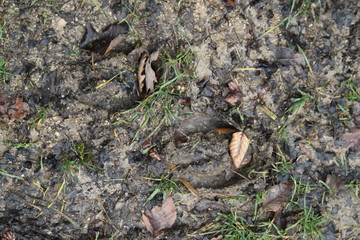 Horse tracks printed in the mud